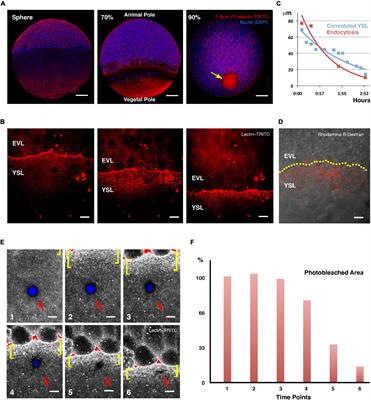 Rab5ab-Mediated Yolk Cell Membrane Endocytosis Is Essential for Zebrafish Epiboly and Mechanical Equilibrium During Gastrulation